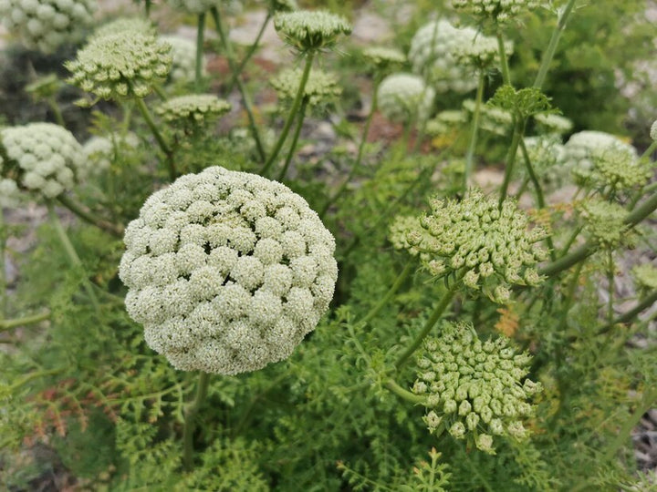 Ammi Visnaga